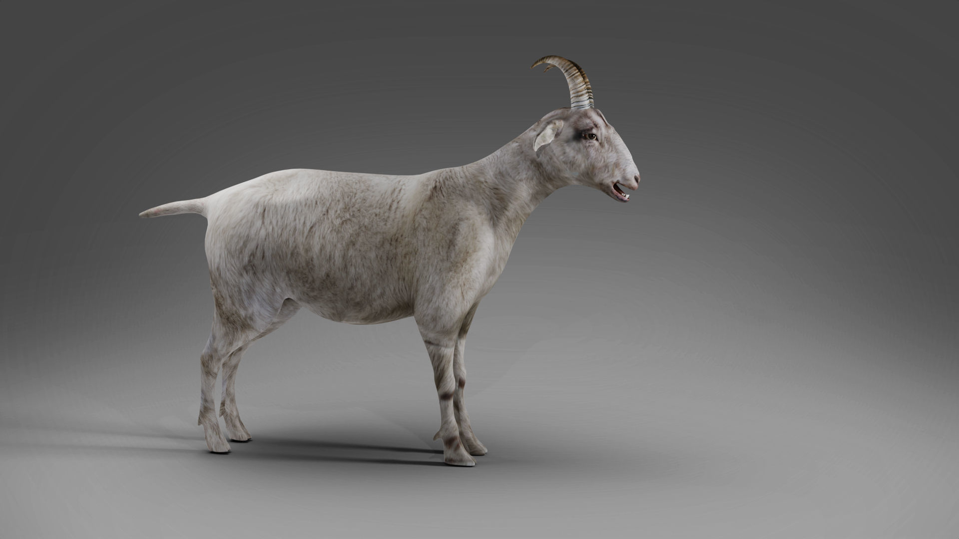Goat 02 Rigged in Blender Low-poly 3D model_5