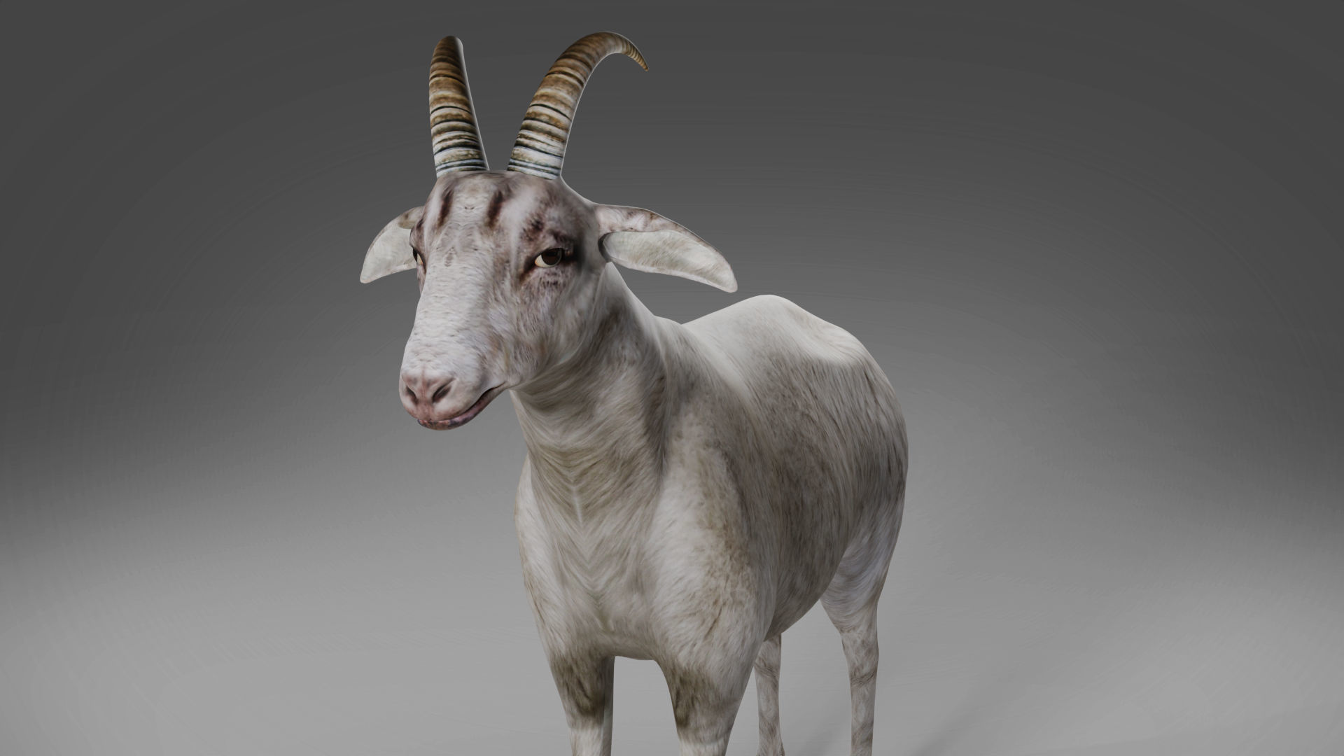 Goat 02 Rigged in Blender Low-poly 3D model_4
