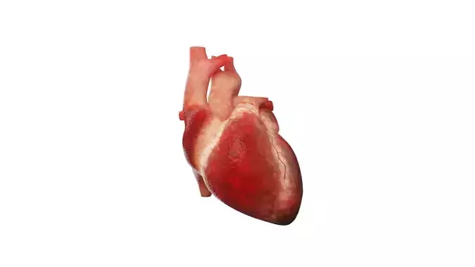 Human heart