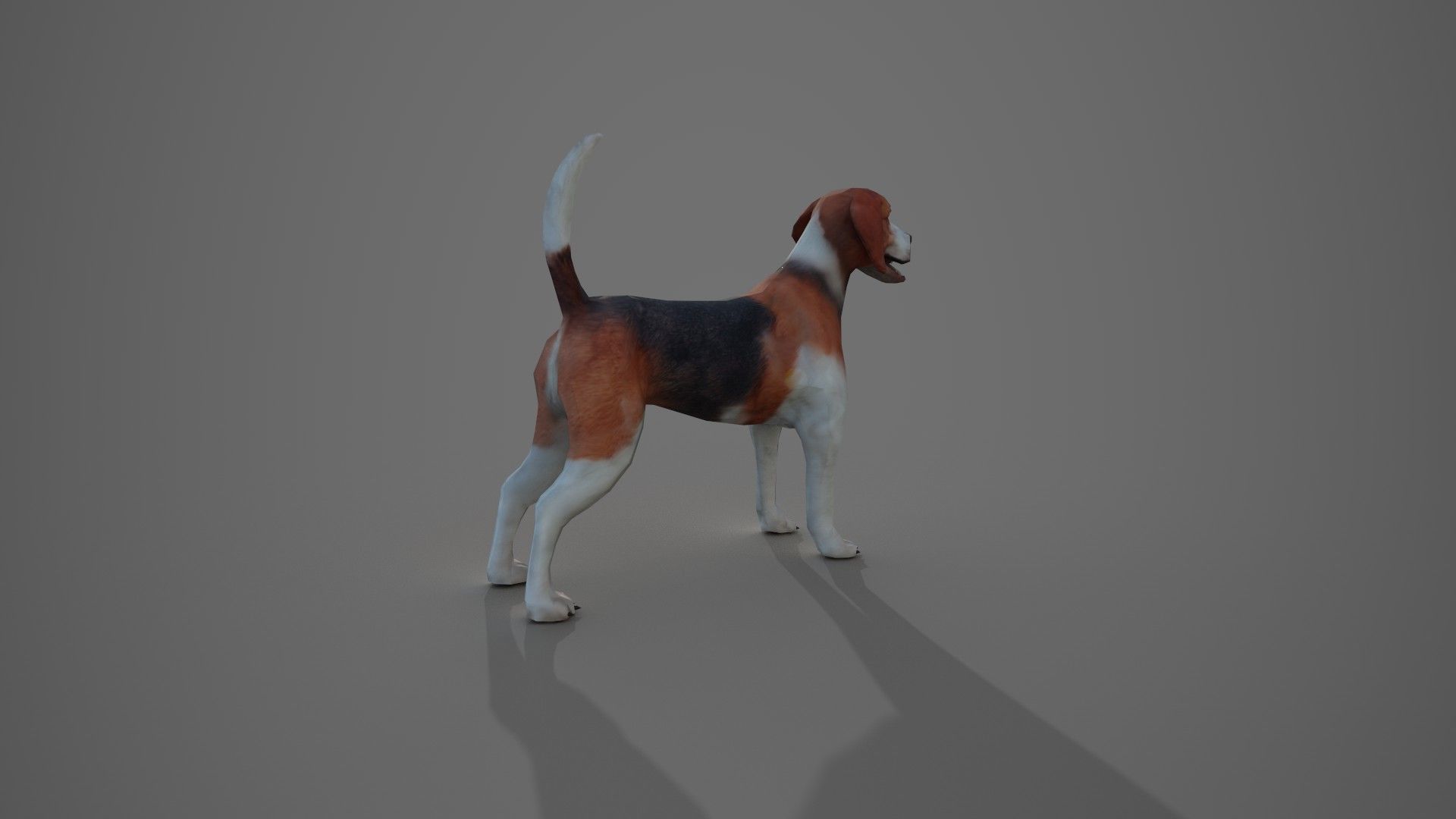 Beagle Dog Low-poly 3D model_8