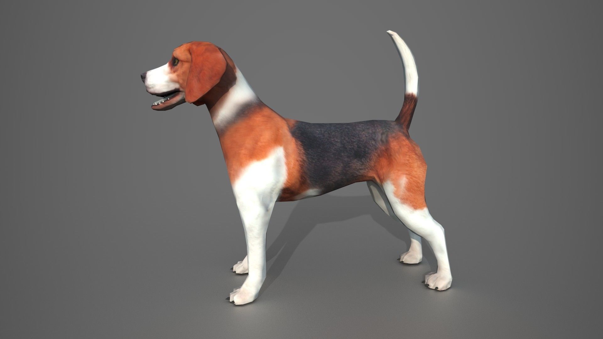 Beagle Dog Low-poly 3D model_11