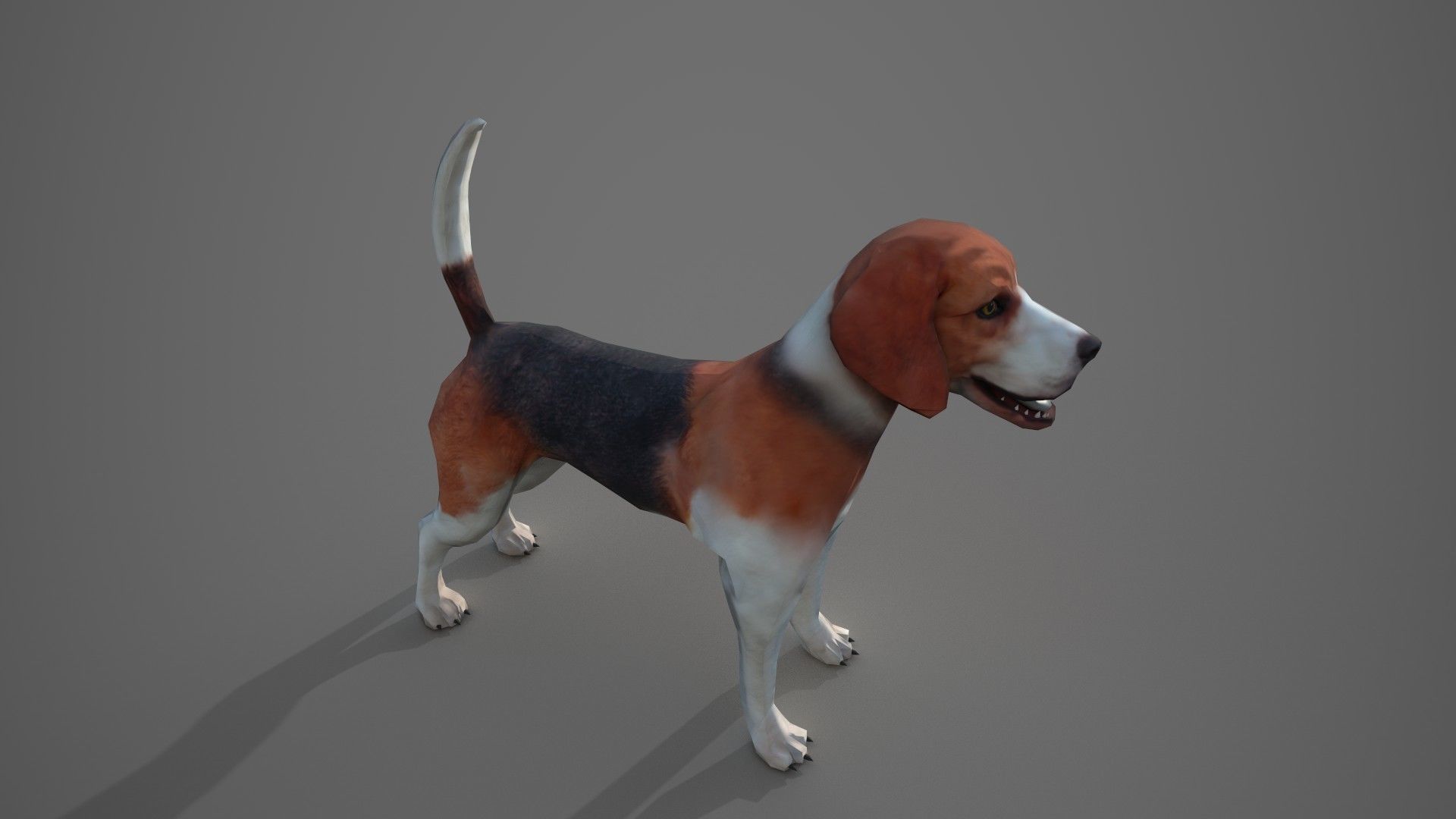 Beagle Dog Low-poly 3D model_16