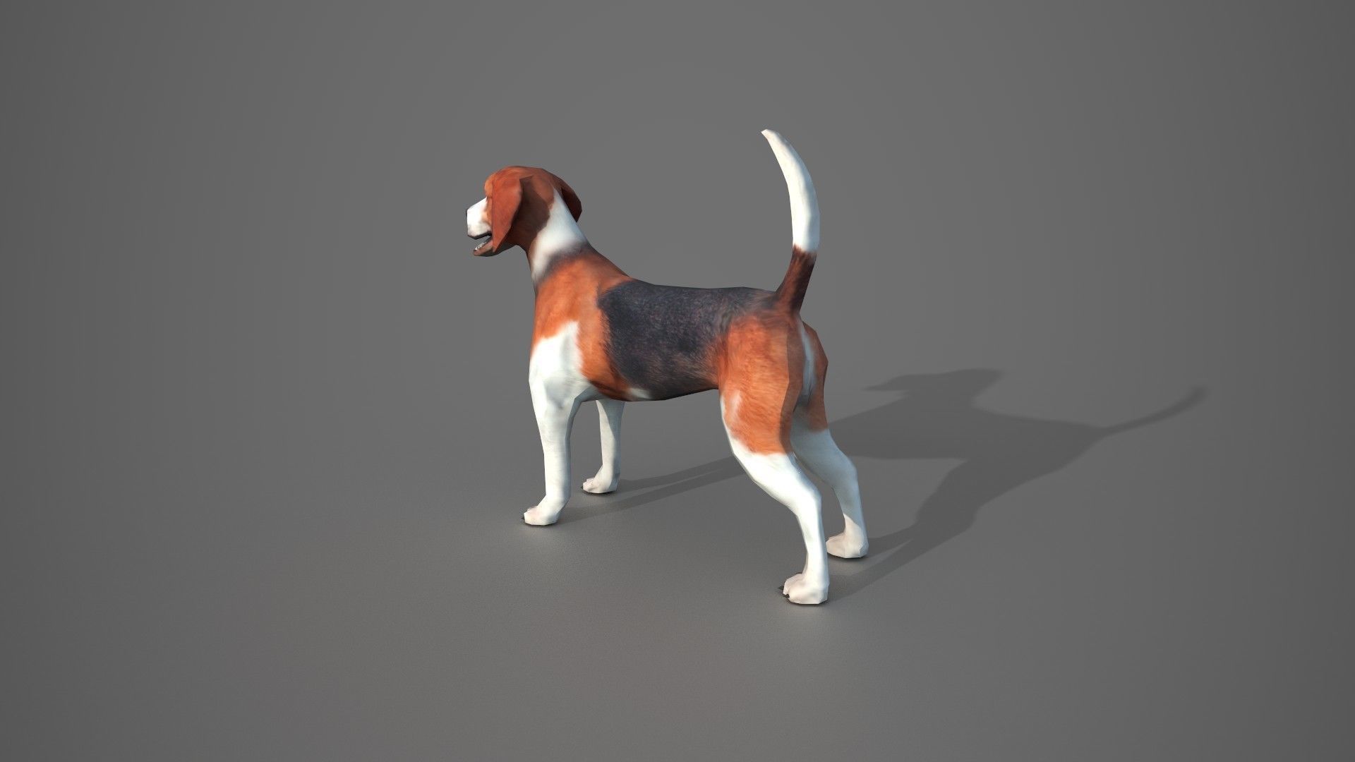 Beagle Dog Low-poly 3D model_7
