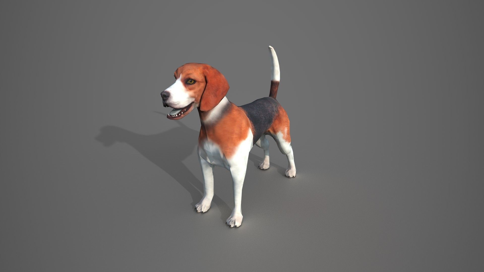 Beagle Dog Low-poly 3D model_13