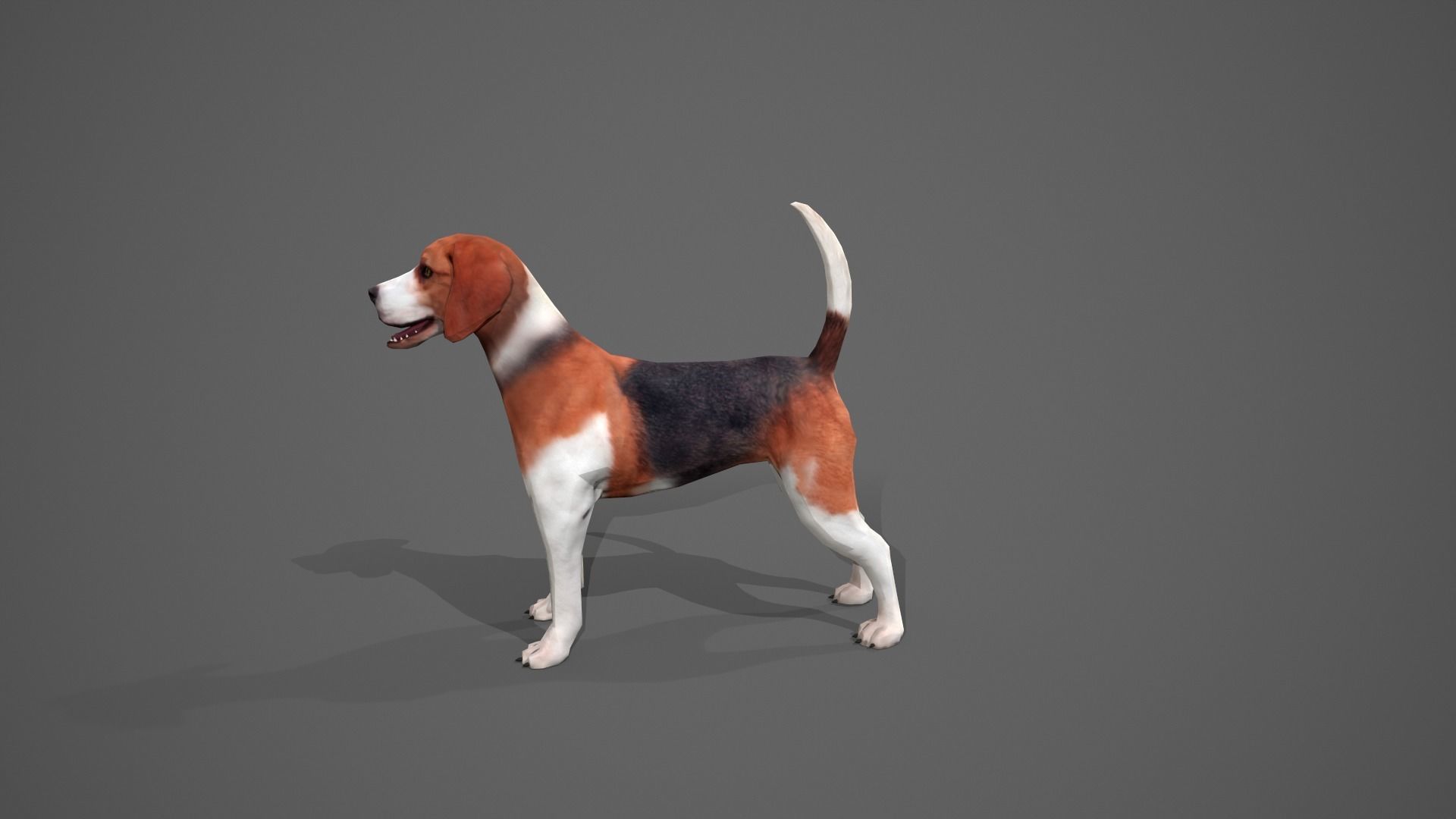 Beagle Dog Low-poly 3D model_3