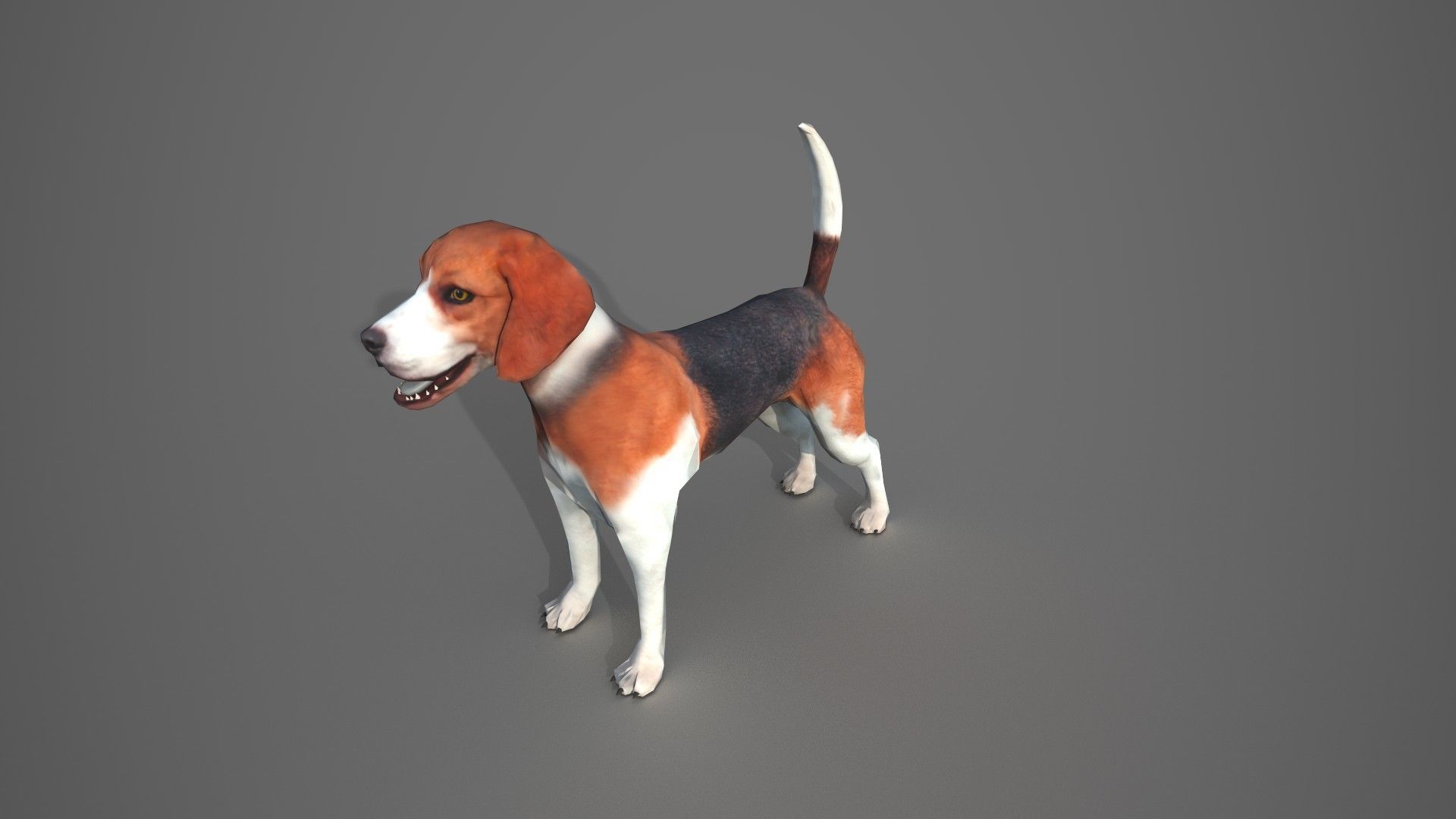 Beagle Dog Low-poly 3D model_4