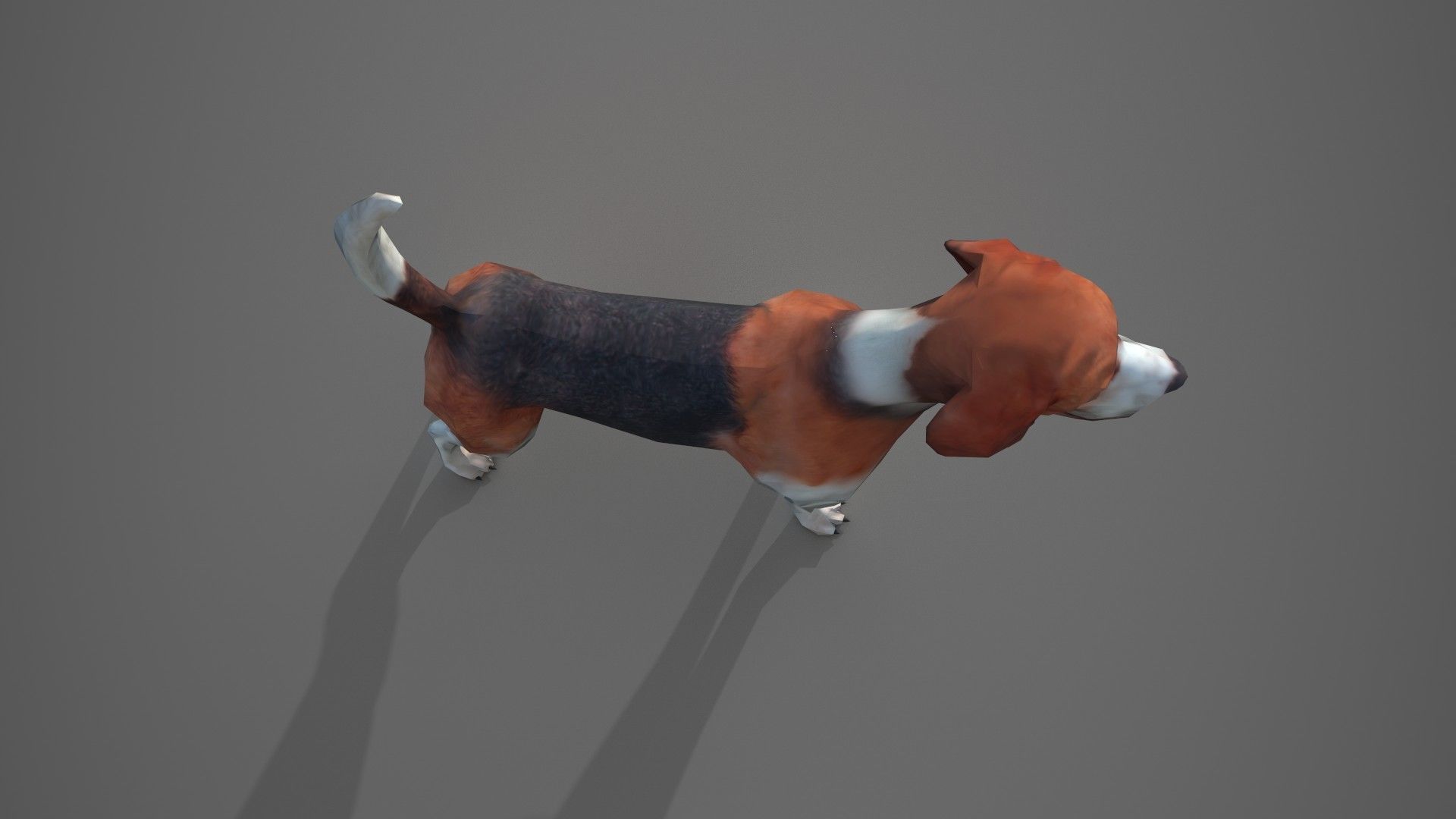 Beagle Dog Low-poly 3D model_19