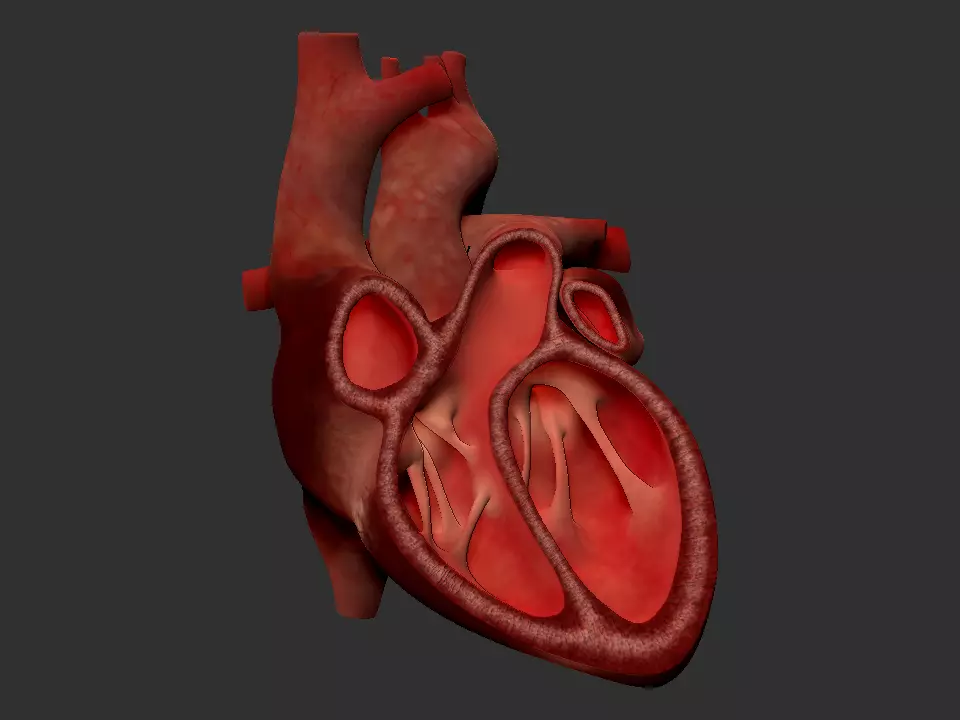 Heart cut section 3D model_0