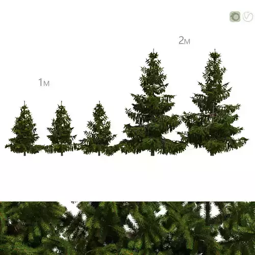 Spruce from 1m to 2m 3D model