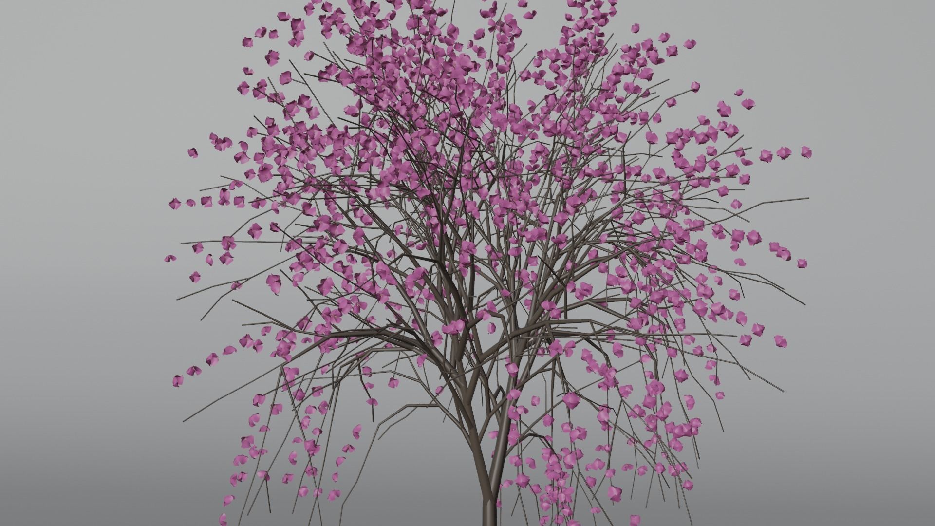 Model Japan Sakura Tree  Free 3D model_9
