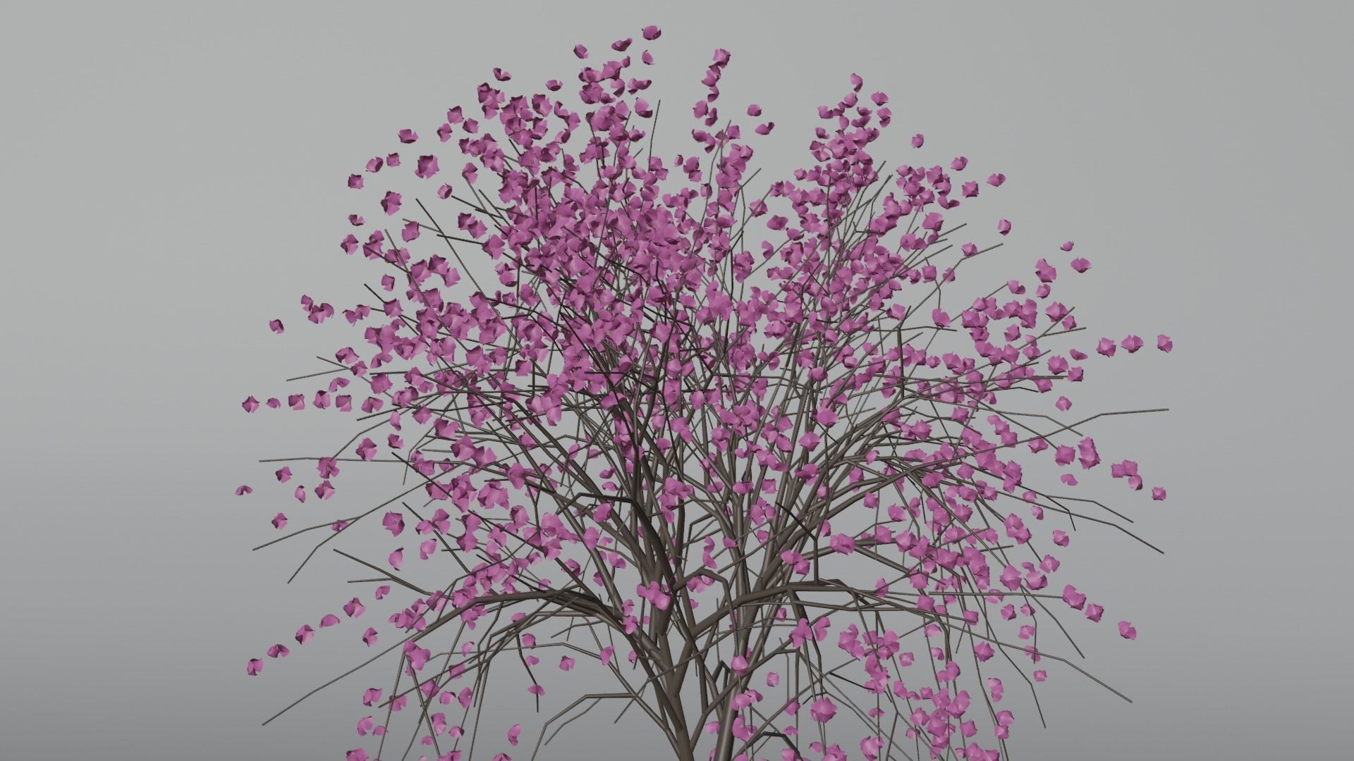 Model Japan Sakura Tree  Free 3D model_8