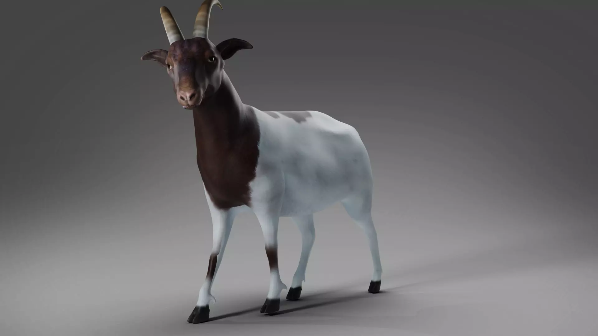 3D Goat 03 Rigged in Blender Low-poly 3D model_0