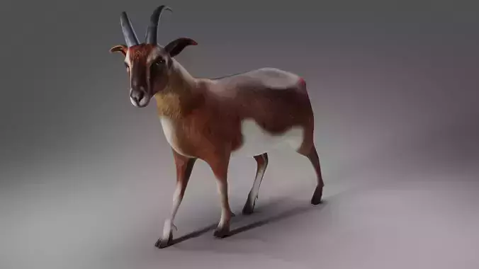 Goat 04 Rigged in Blender  Low-poly 3D model