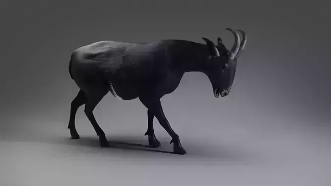 Goat 05 Rigged in Blender  Low-poly 3D model