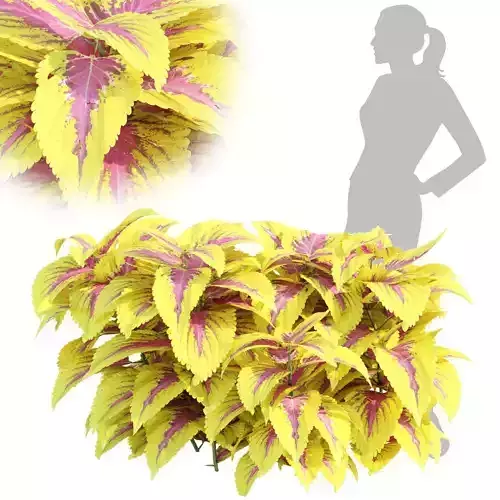 Painted nettle plants vol 175