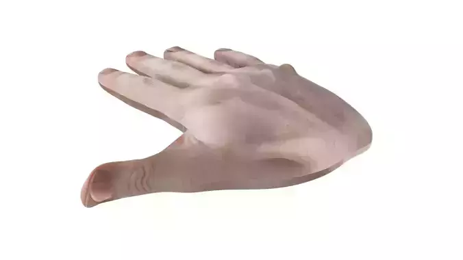 Human Hands 3D model