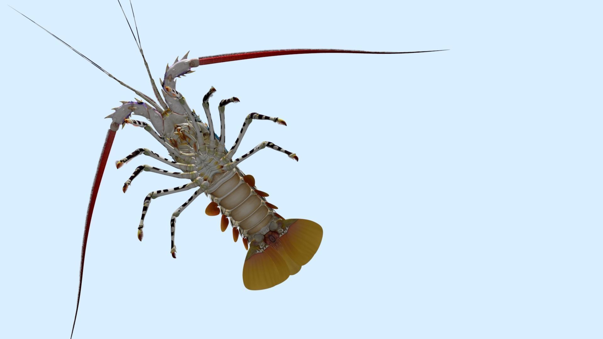 Ornate spiny lobster 3D model_15
