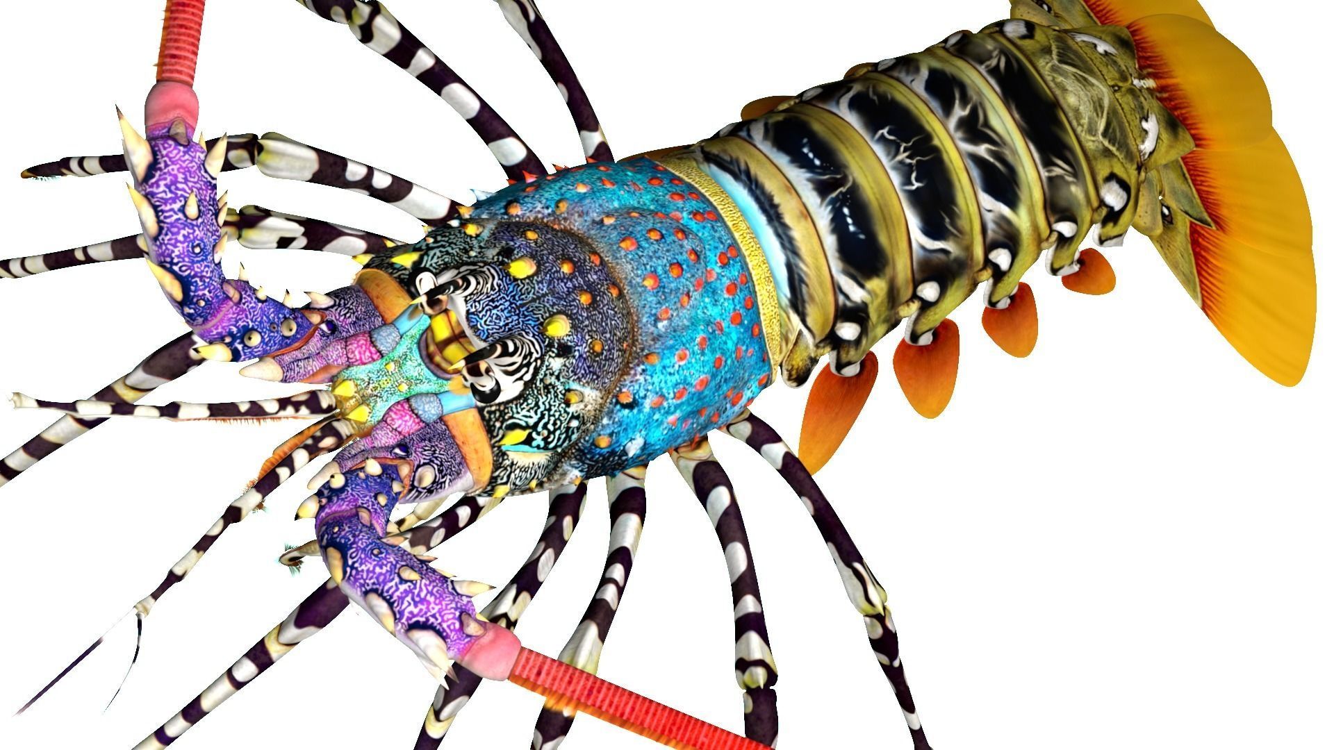 Ornate spiny lobster 3D model_16