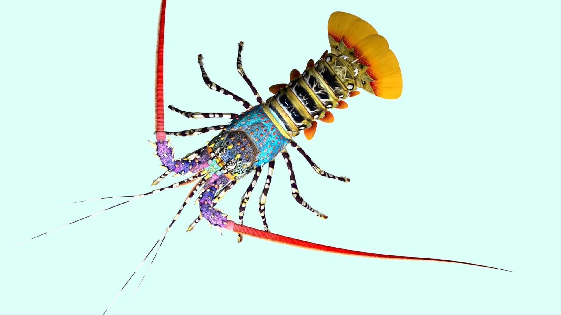 Ornate spiny lobster 3D model_7