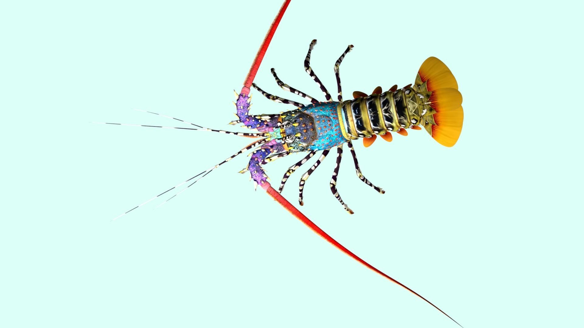Ornate spiny lobster 3D model_8