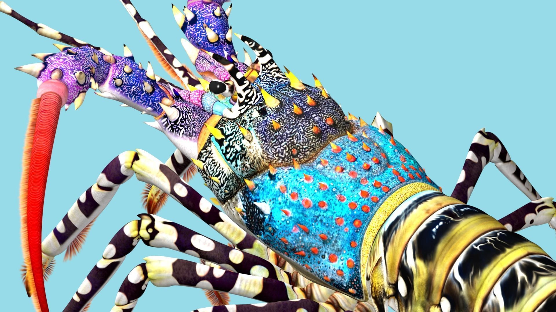 Ornate spiny lobster 3D model_11