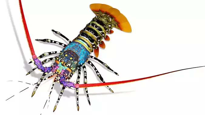 Ornate spiny lobster