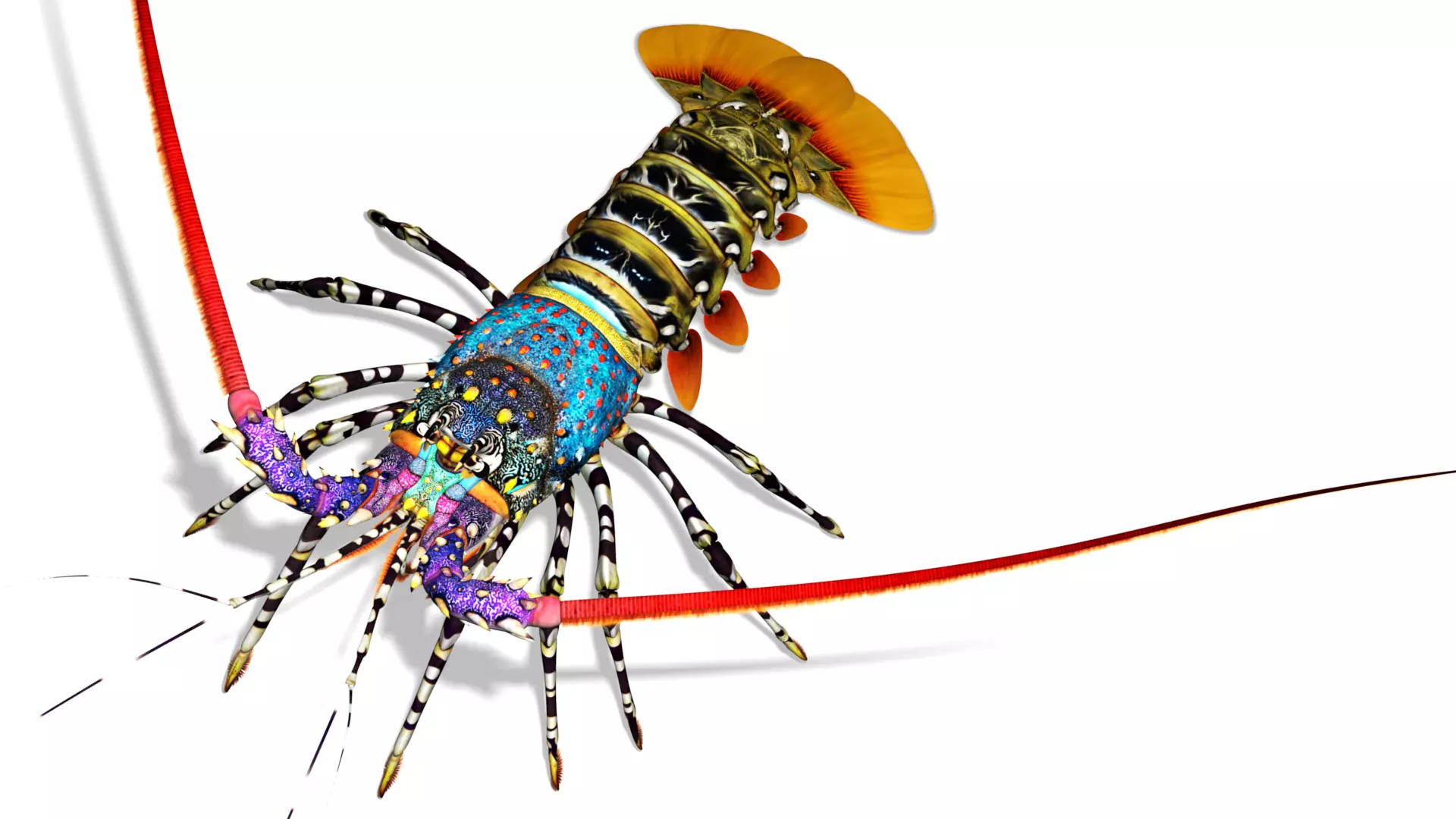 Ornate spiny lobster 3D model_0