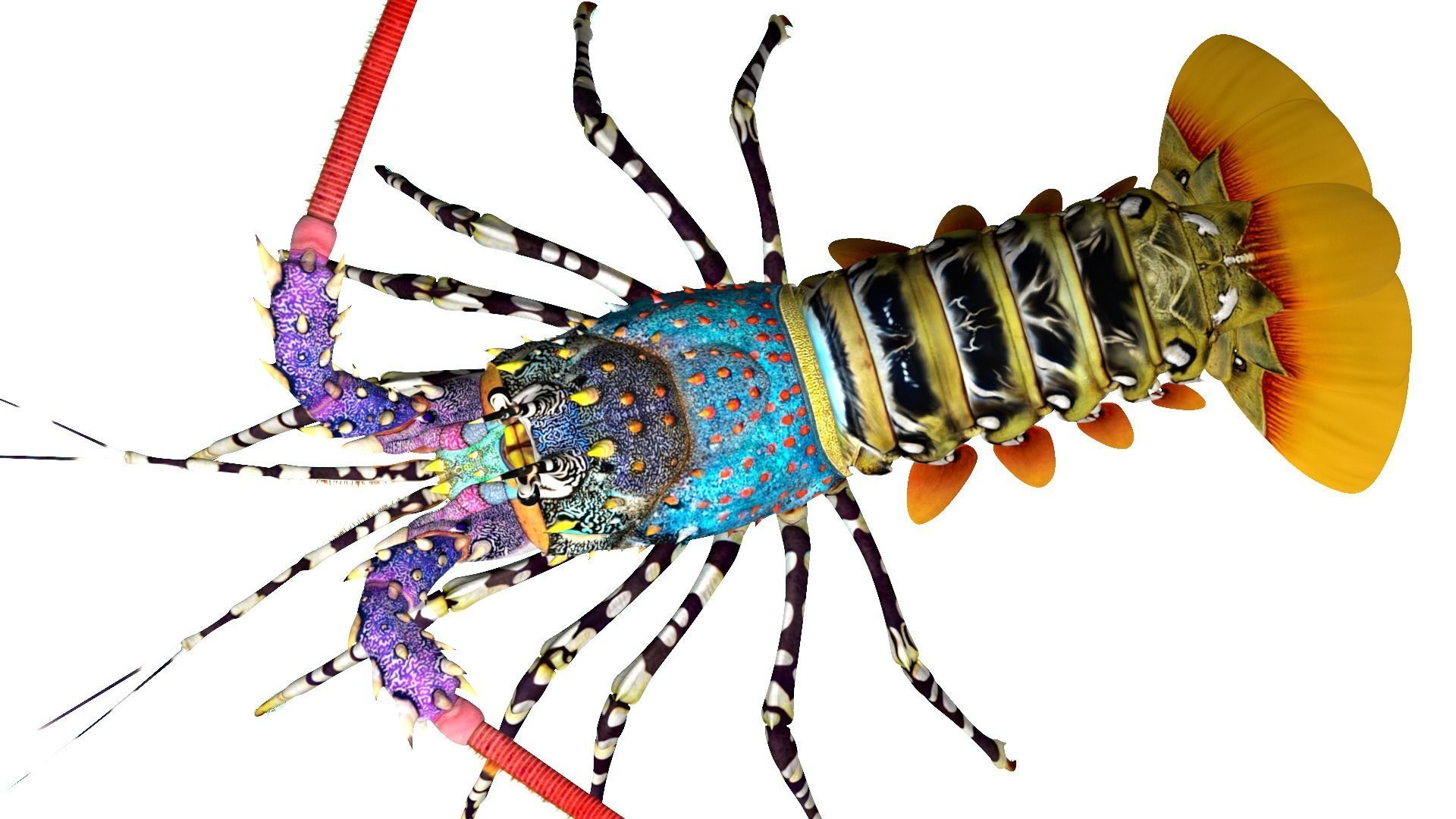Ornate spiny lobster 3D model_17