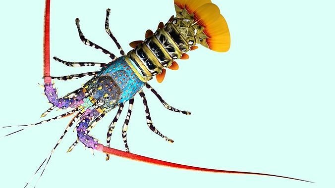 Ornate spiny lobster 3D model 7
