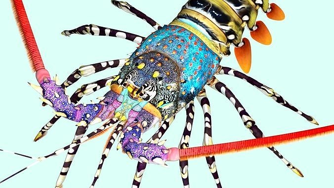 Ornate spiny lobster 3D model 6