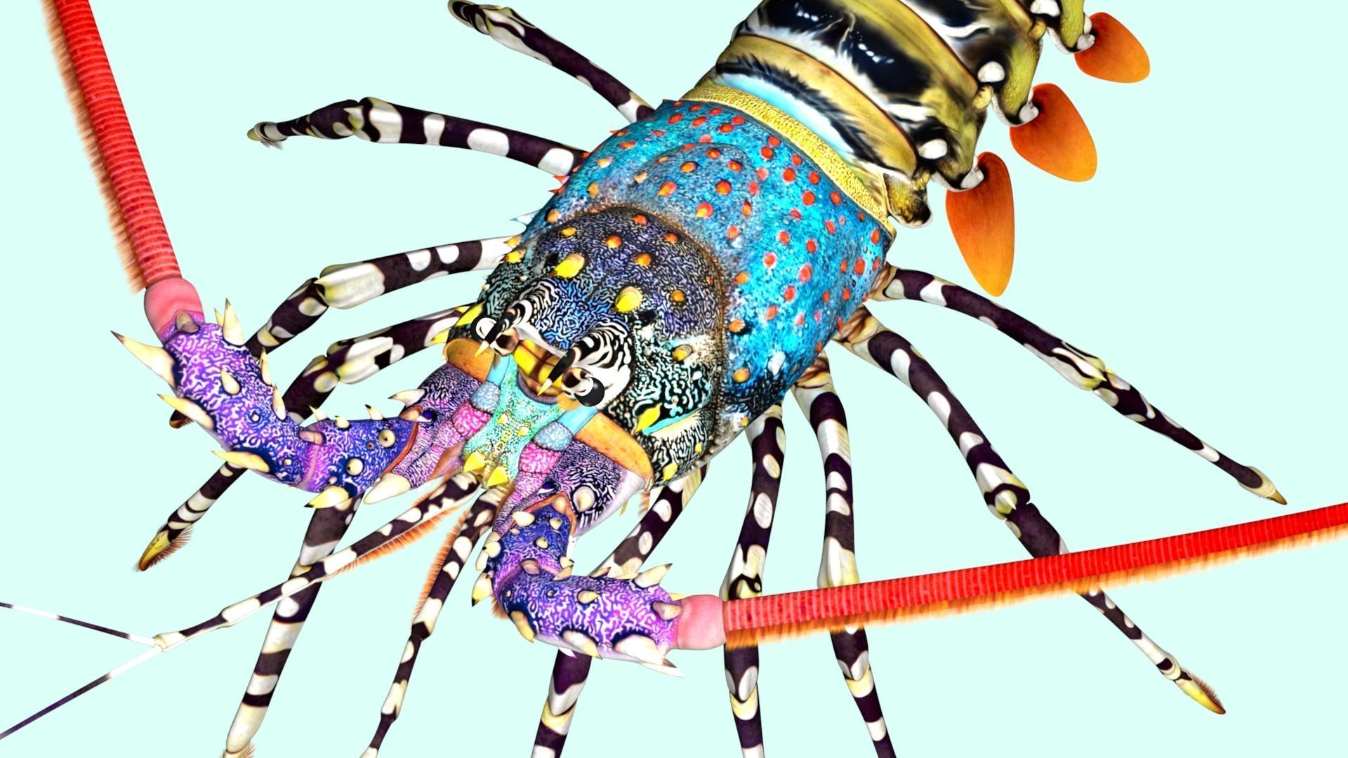 Ornate spiny lobster 3D model_5