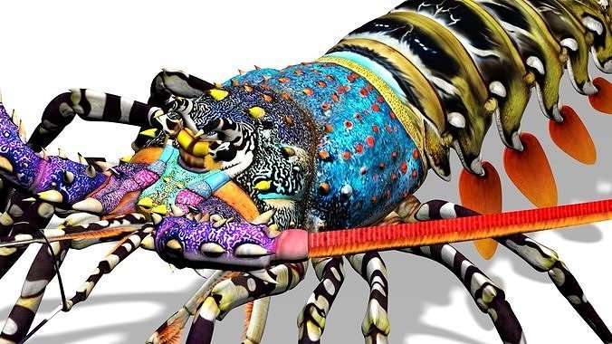 Ornate spiny lobster 3D model 2