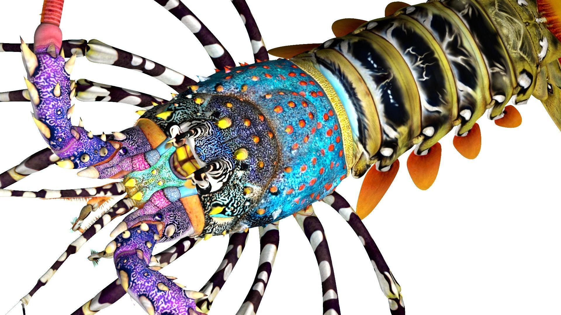 Ornate spiny lobster 3D model_24