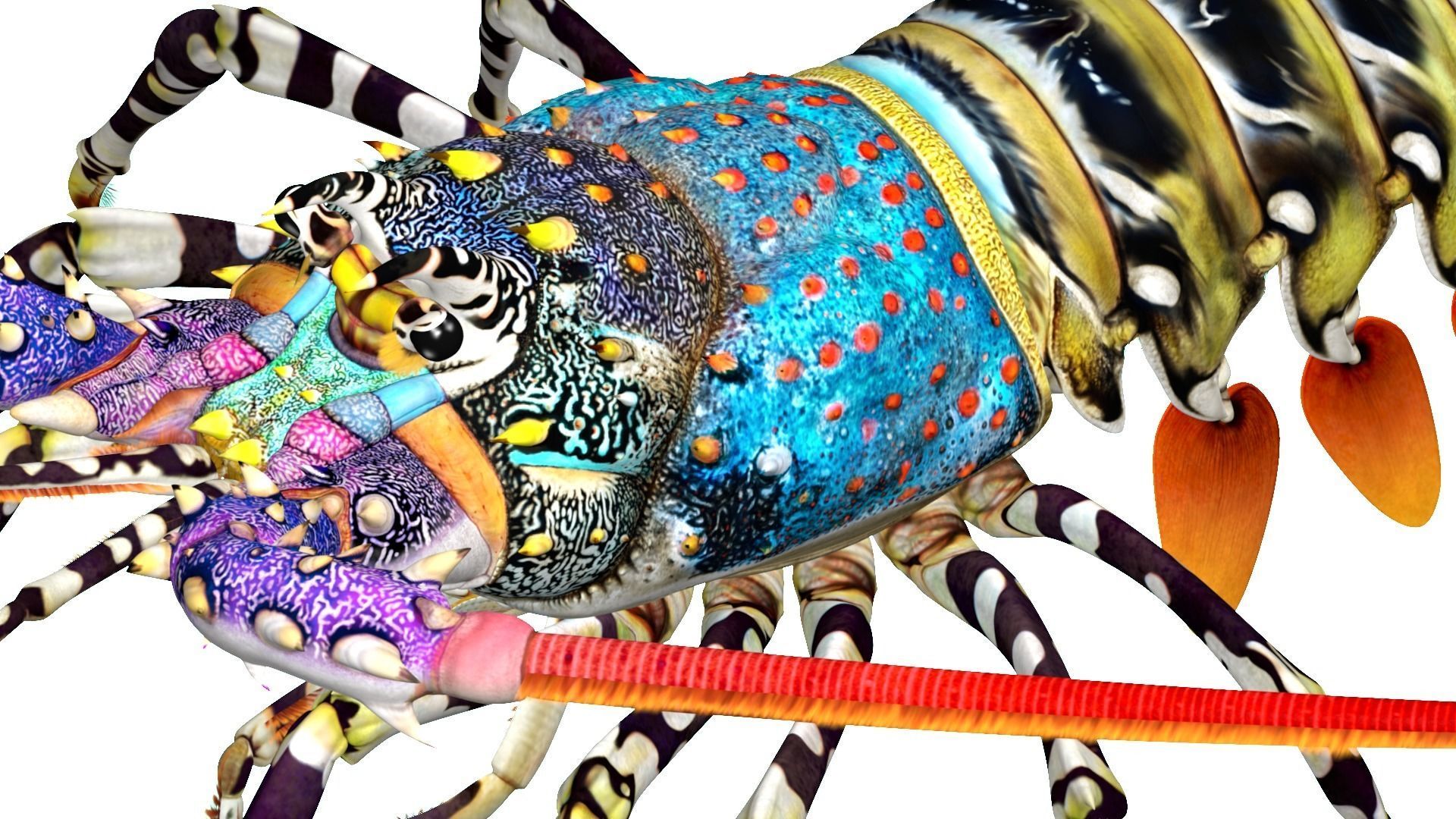 Ornate spiny lobster 3D model_26