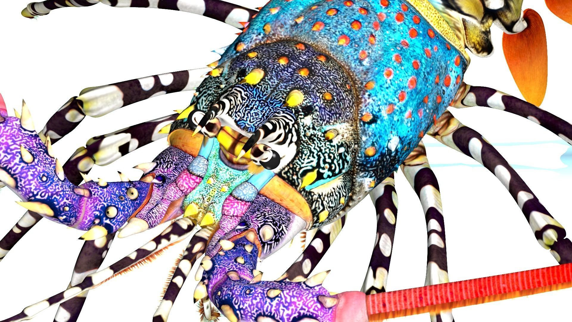 Ornate spiny lobster 3D model_28