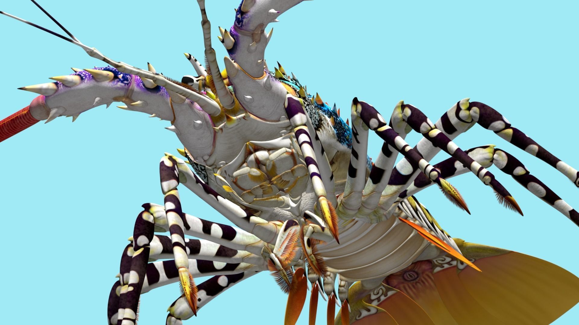 Ornate spiny lobster 3D model_18