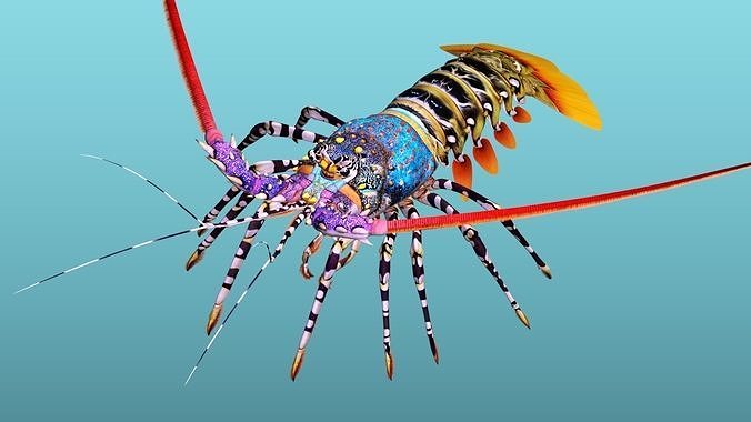 Ornate spiny lobster 3D model 4