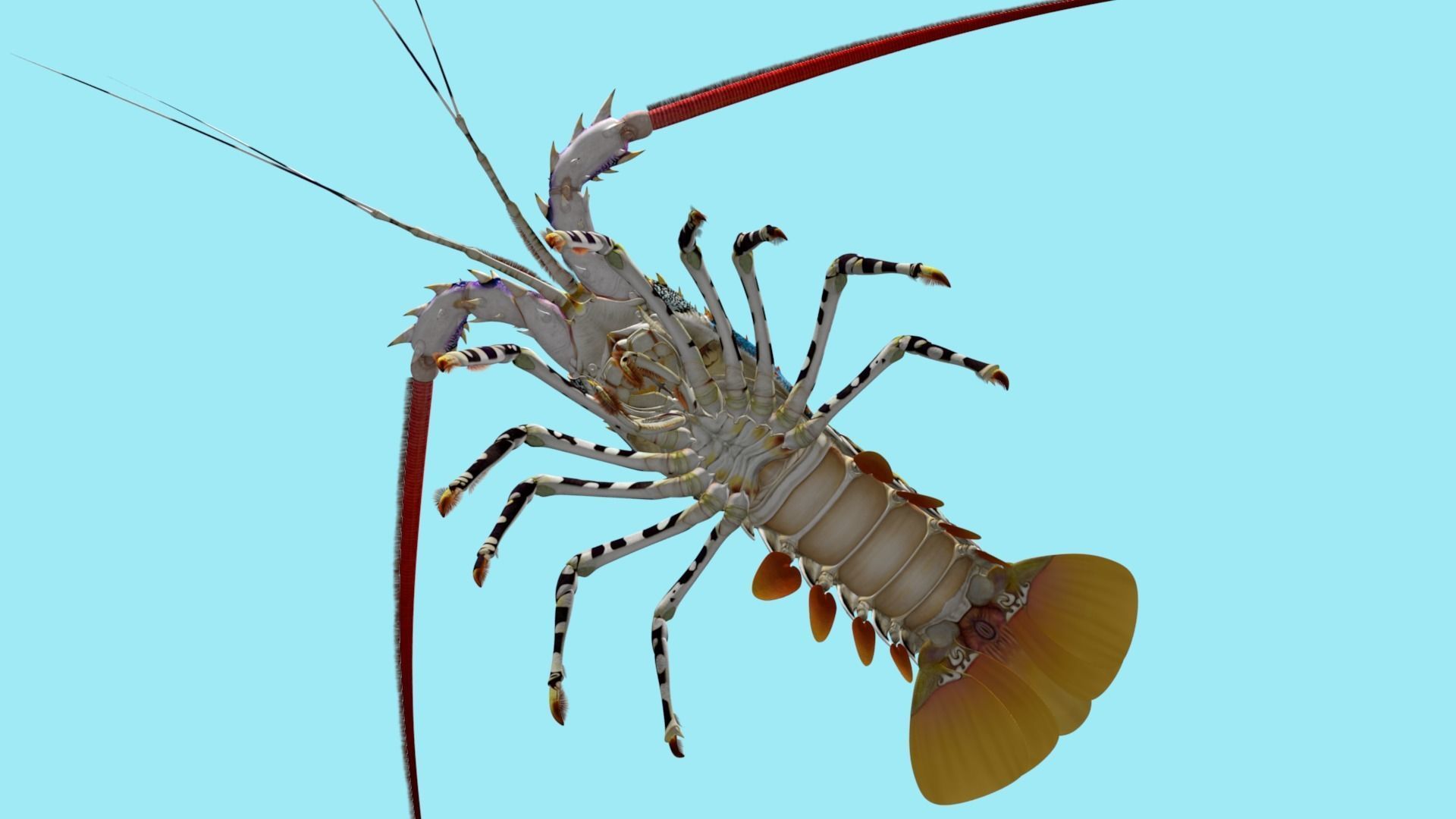 Ornate spiny lobster 3D model_14