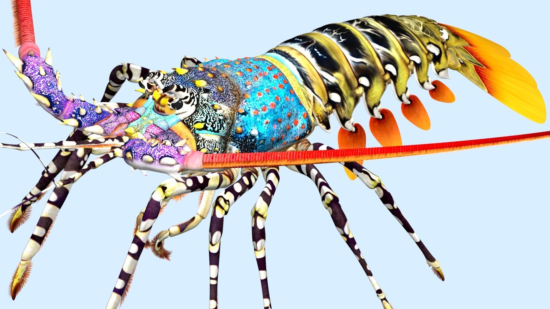 Ornate spiny lobster 3D model_19