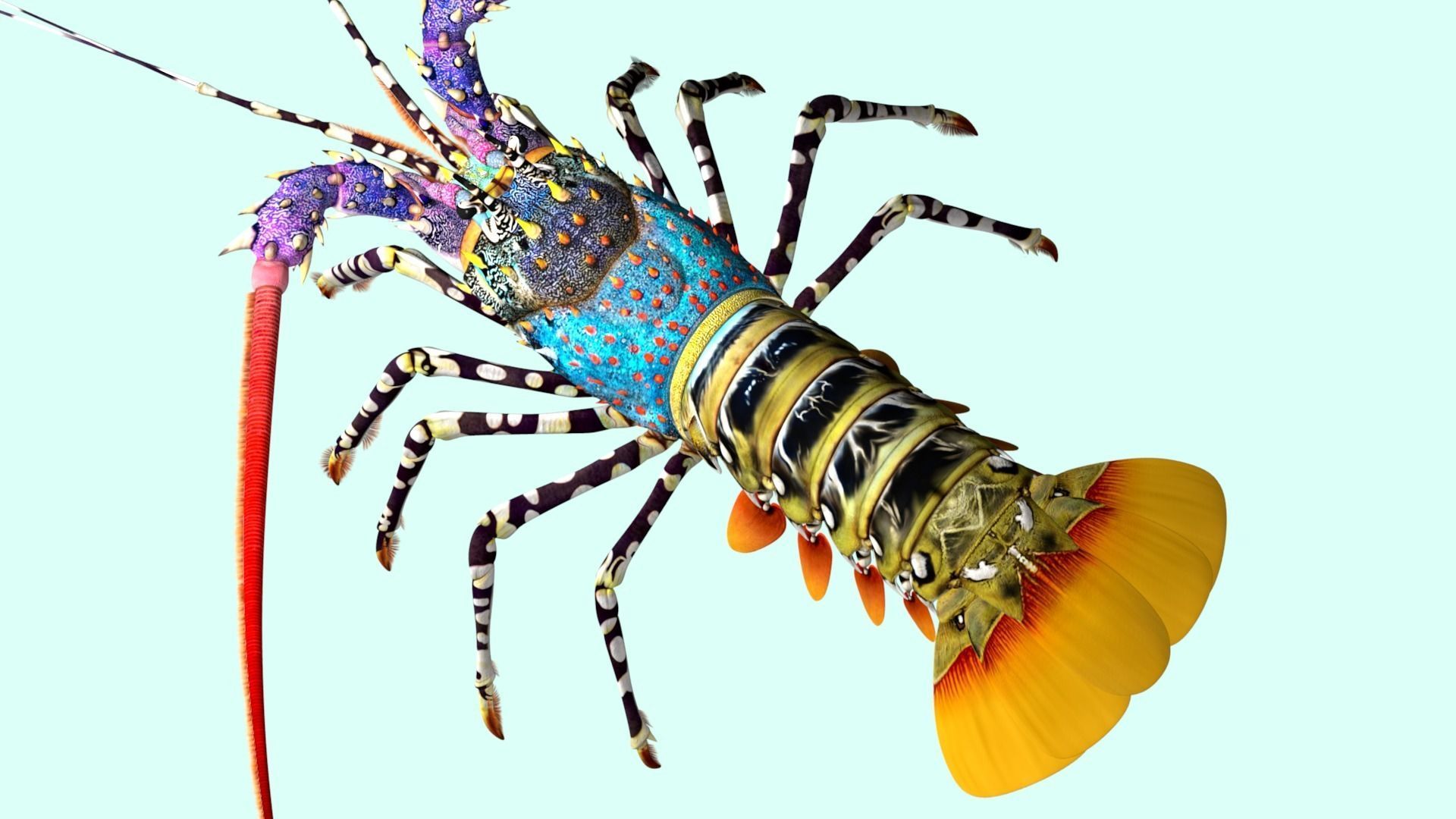 Ornate spiny lobster 3D model_10