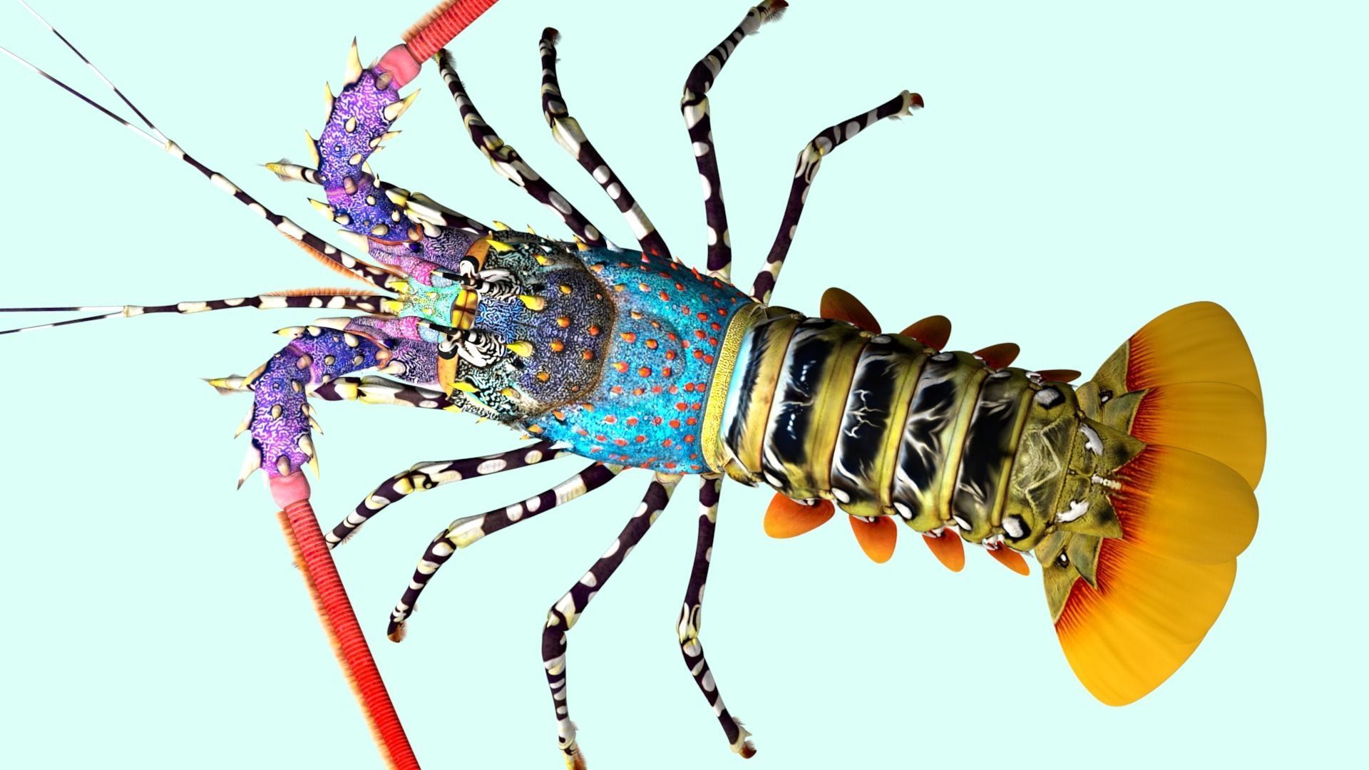 Ornate spiny lobster 3D model_9