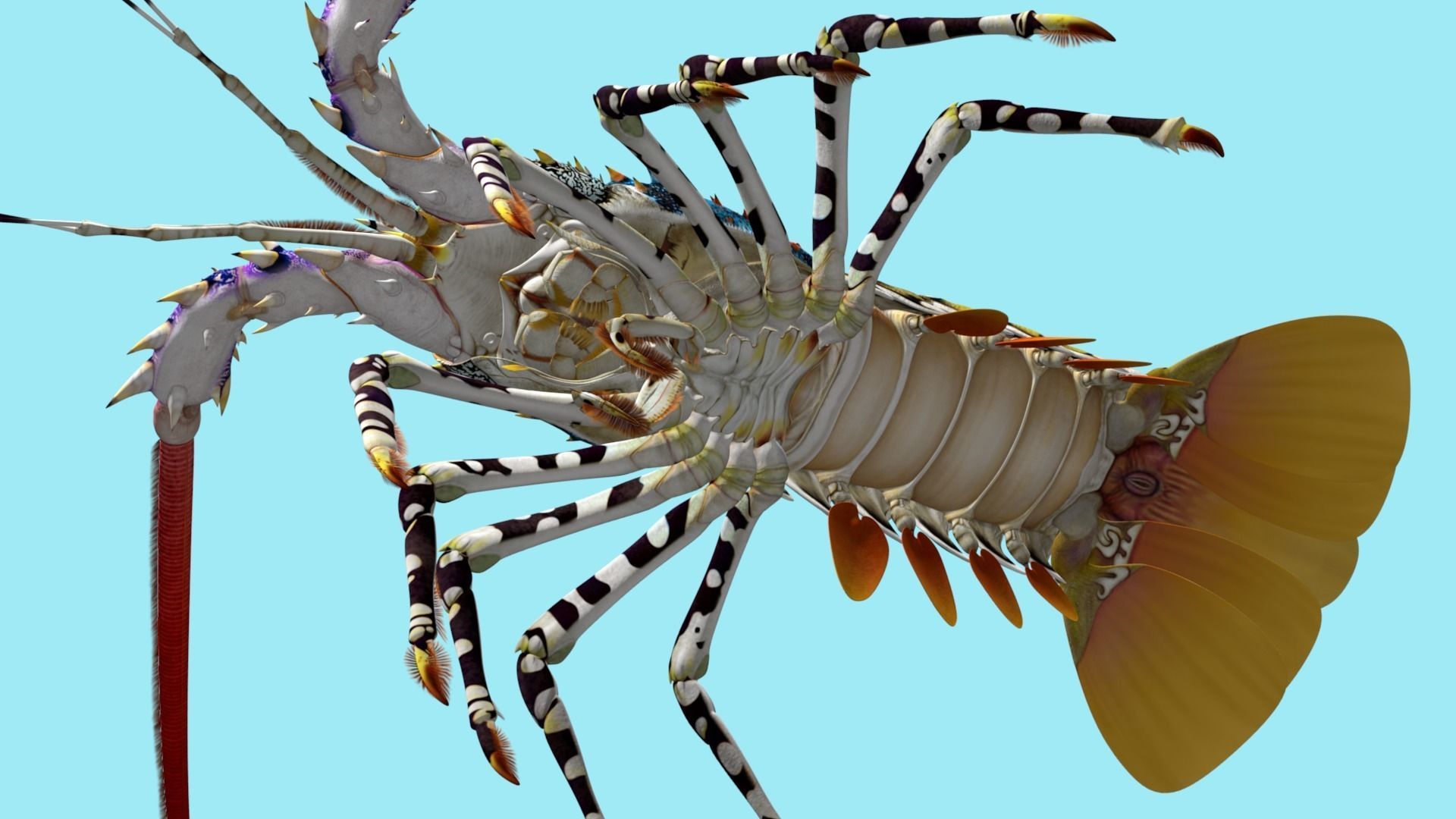 Ornate spiny lobster 3D model_13