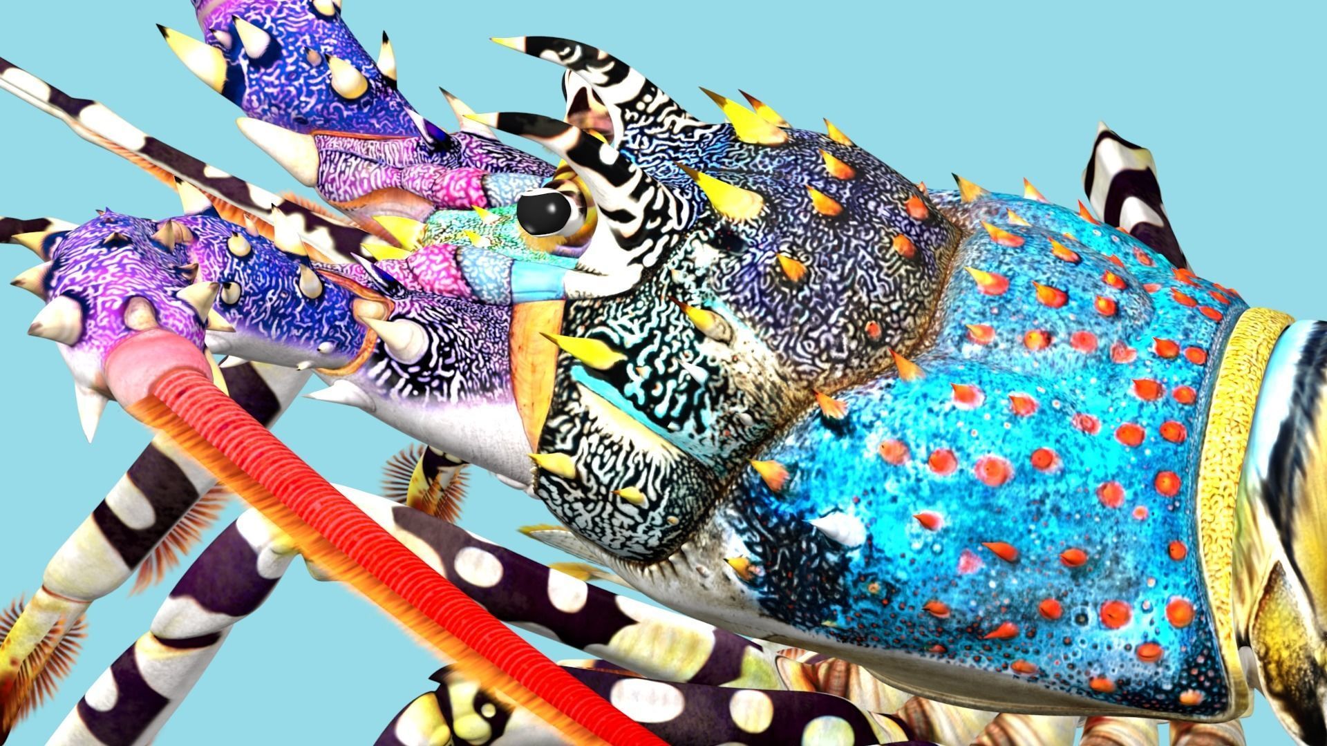 Ornate spiny lobster 3D model_27