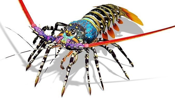 Ornate spiny lobster 3D model 3