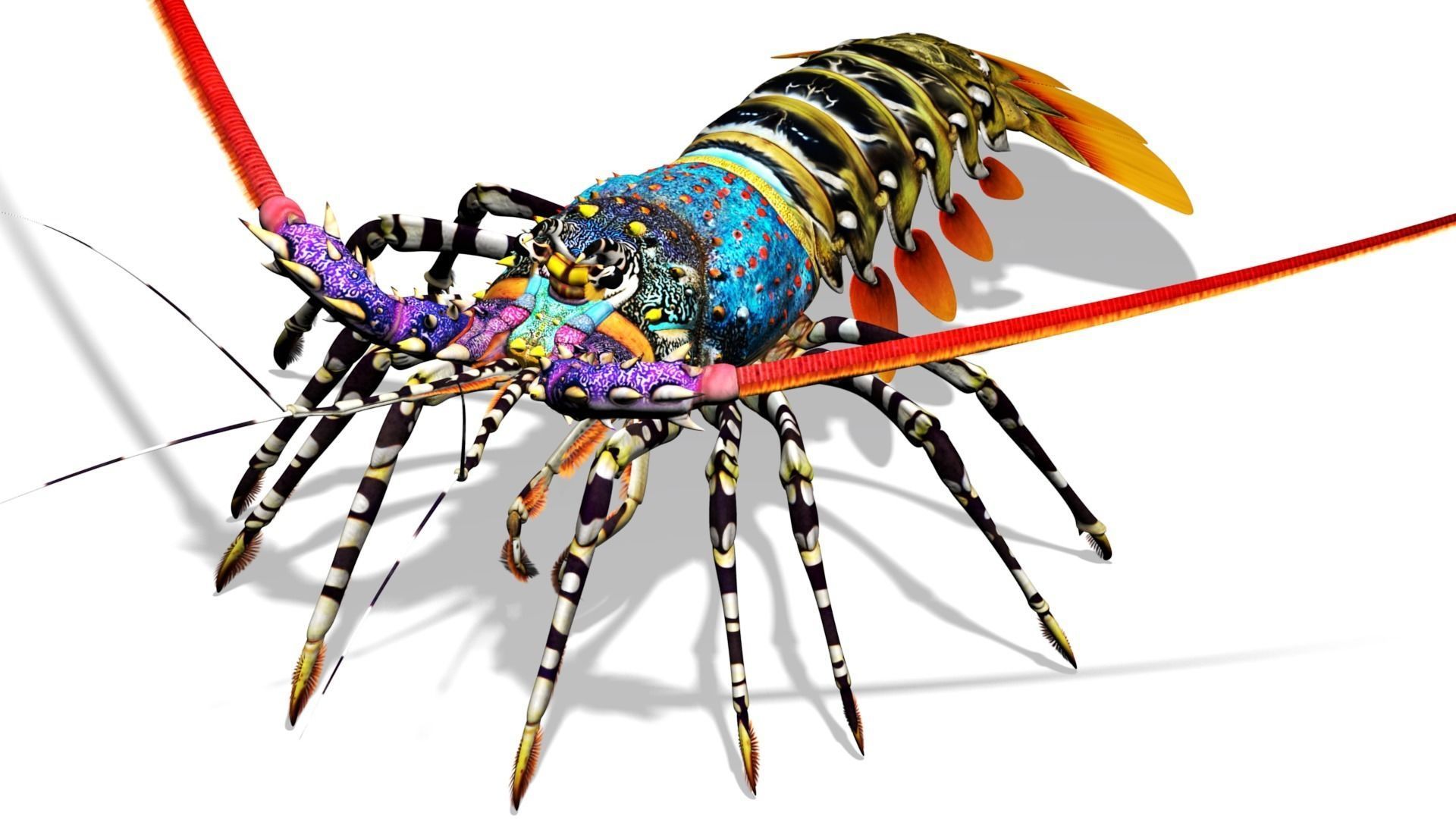 Ornate spiny lobster 3D model_2