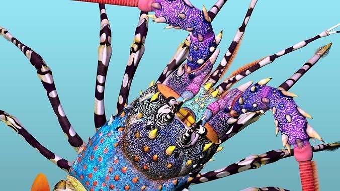 Ornate spiny lobster 3D model 5