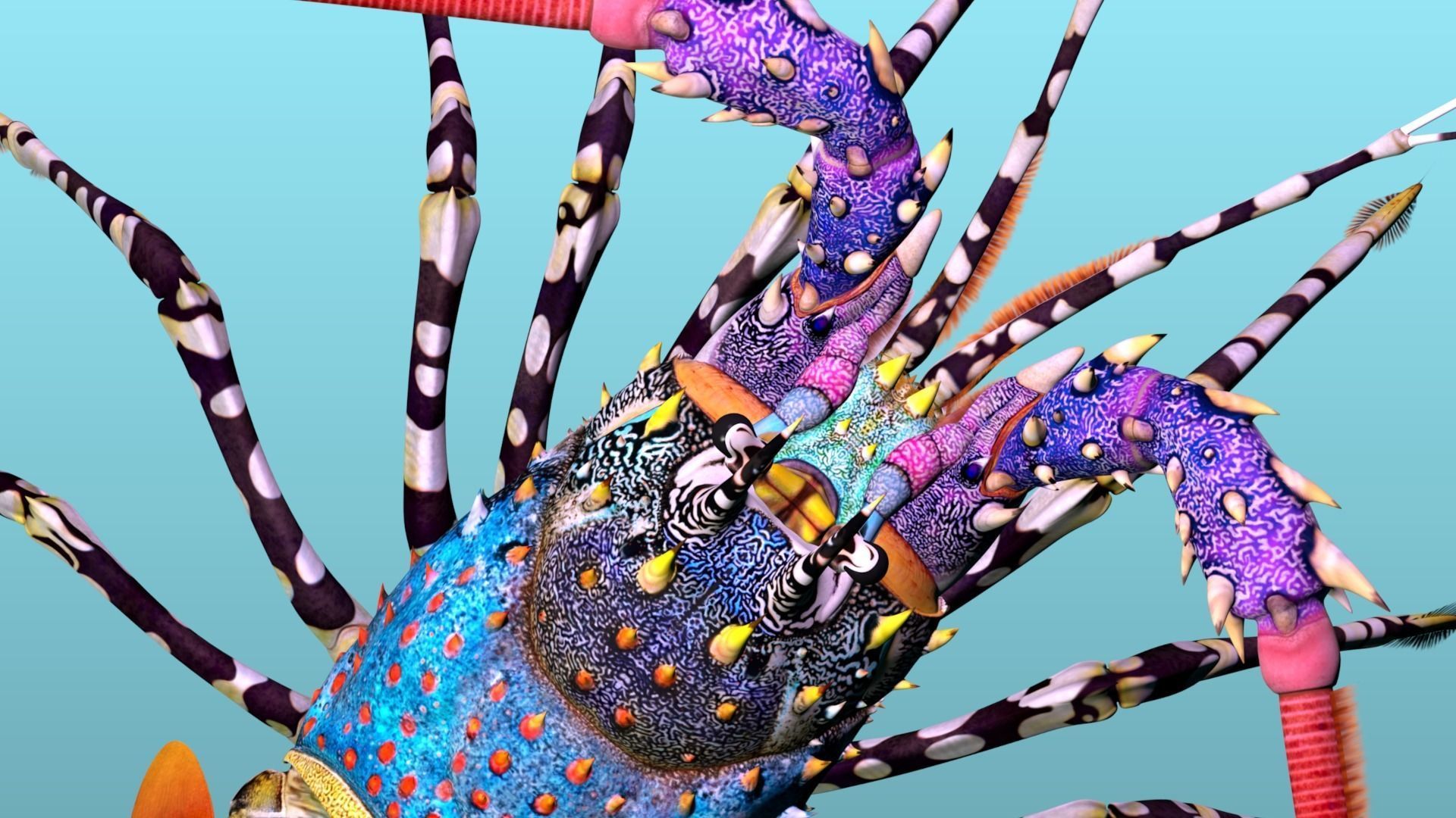 Ornate spiny lobster 3D model_4
