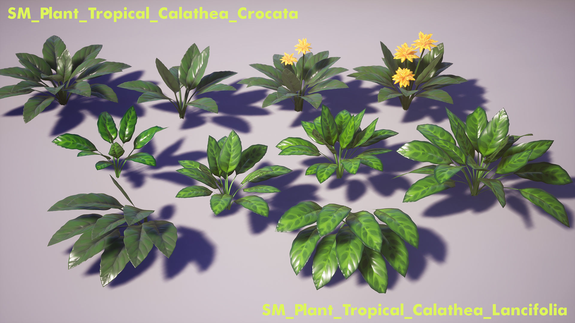 Tropical Plants Pack Low-poly 3D model_15