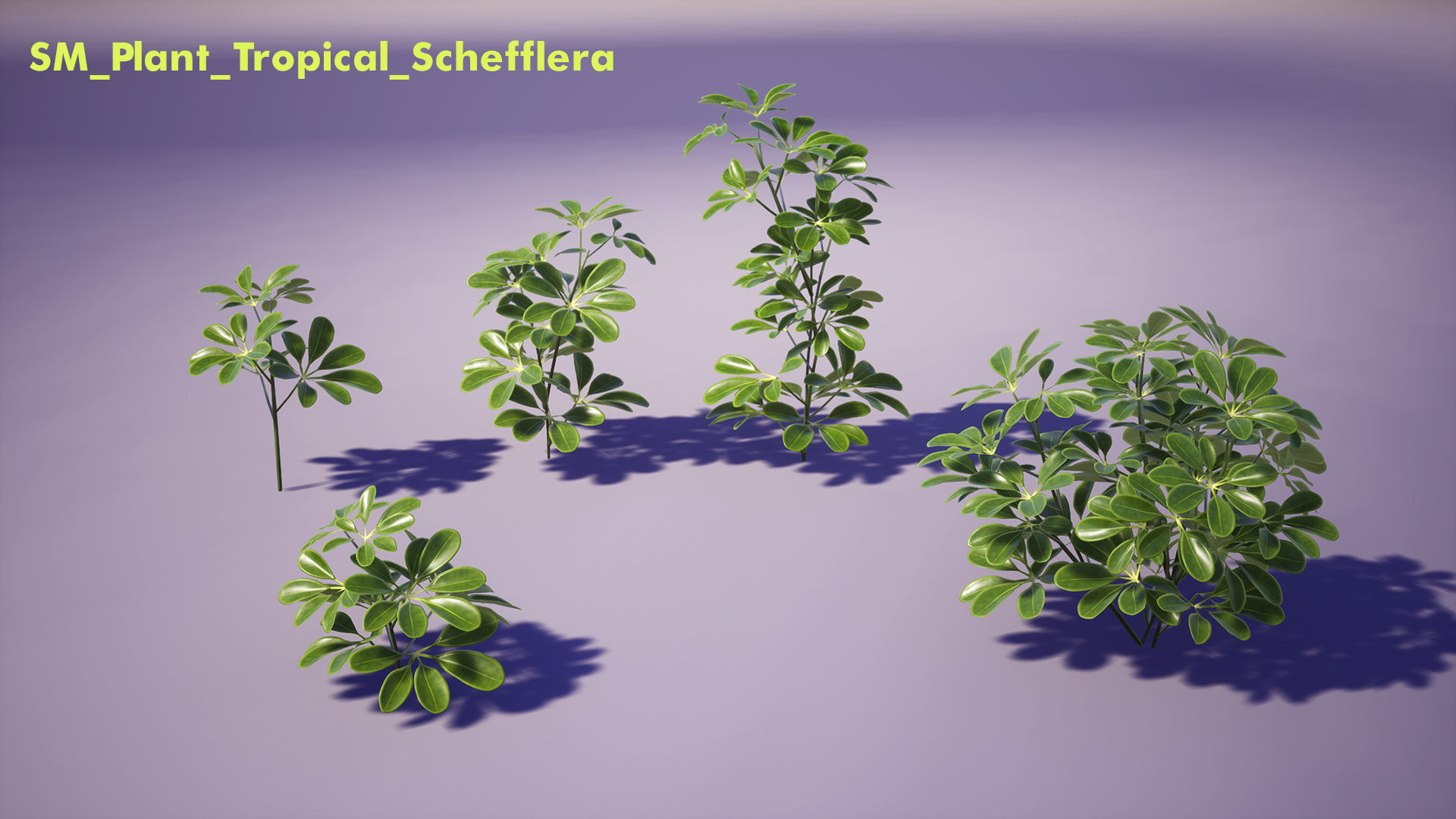 Tropical Plants Pack Low-poly 3D model_16