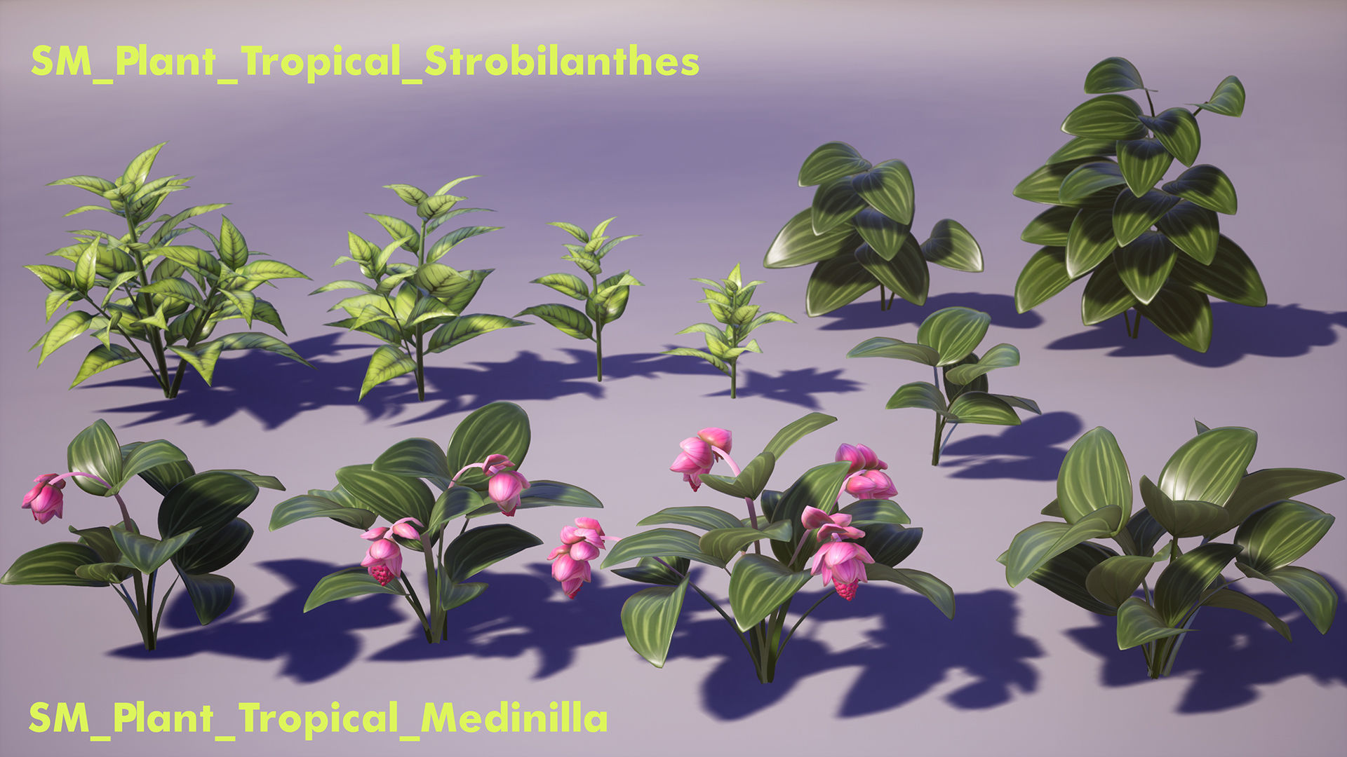 Tropical Plants Pack Low-poly 3D model_14